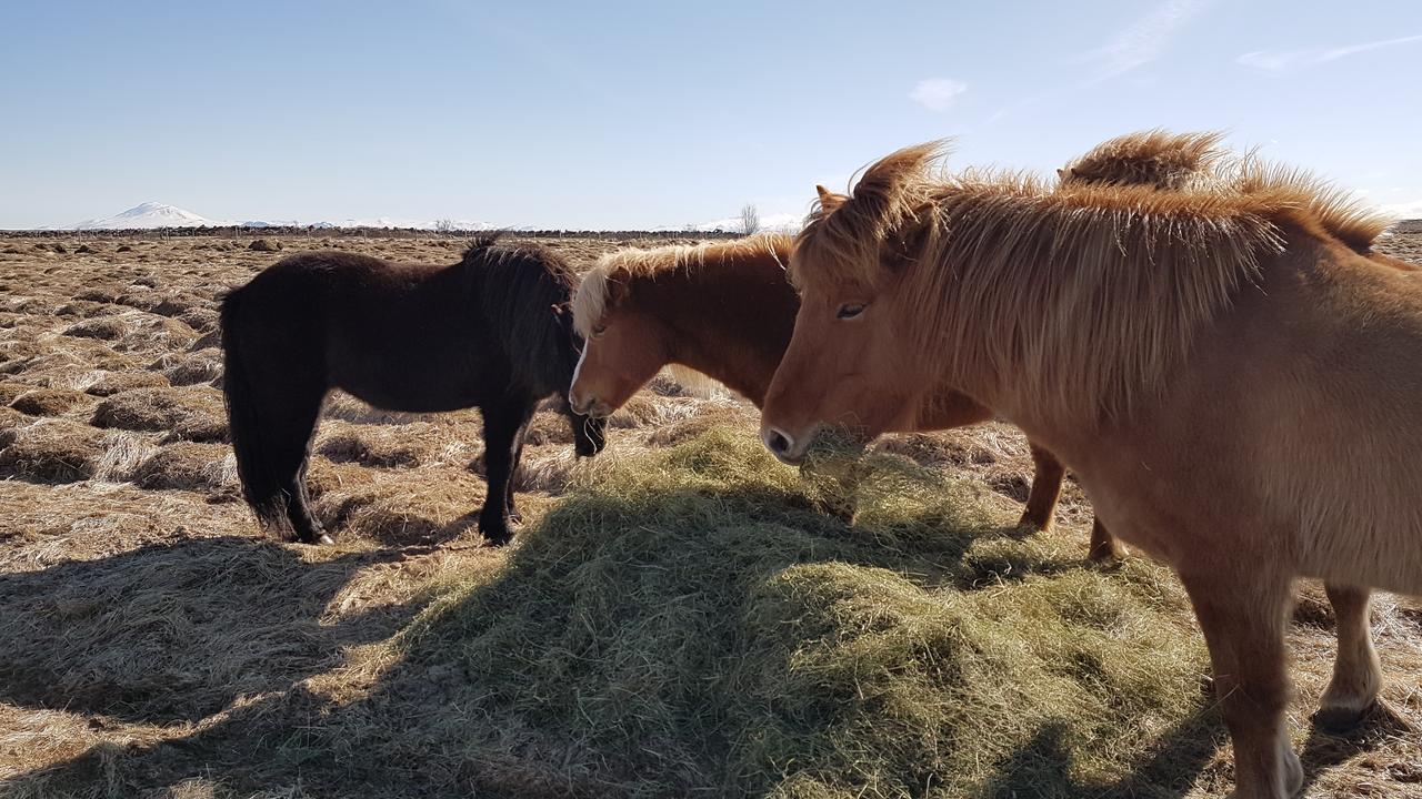 Klara'S Farm Holidays Hella Εξωτερικό φωτογραφία